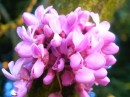 Photo 079_resize * 500 x 375 * (50KB)